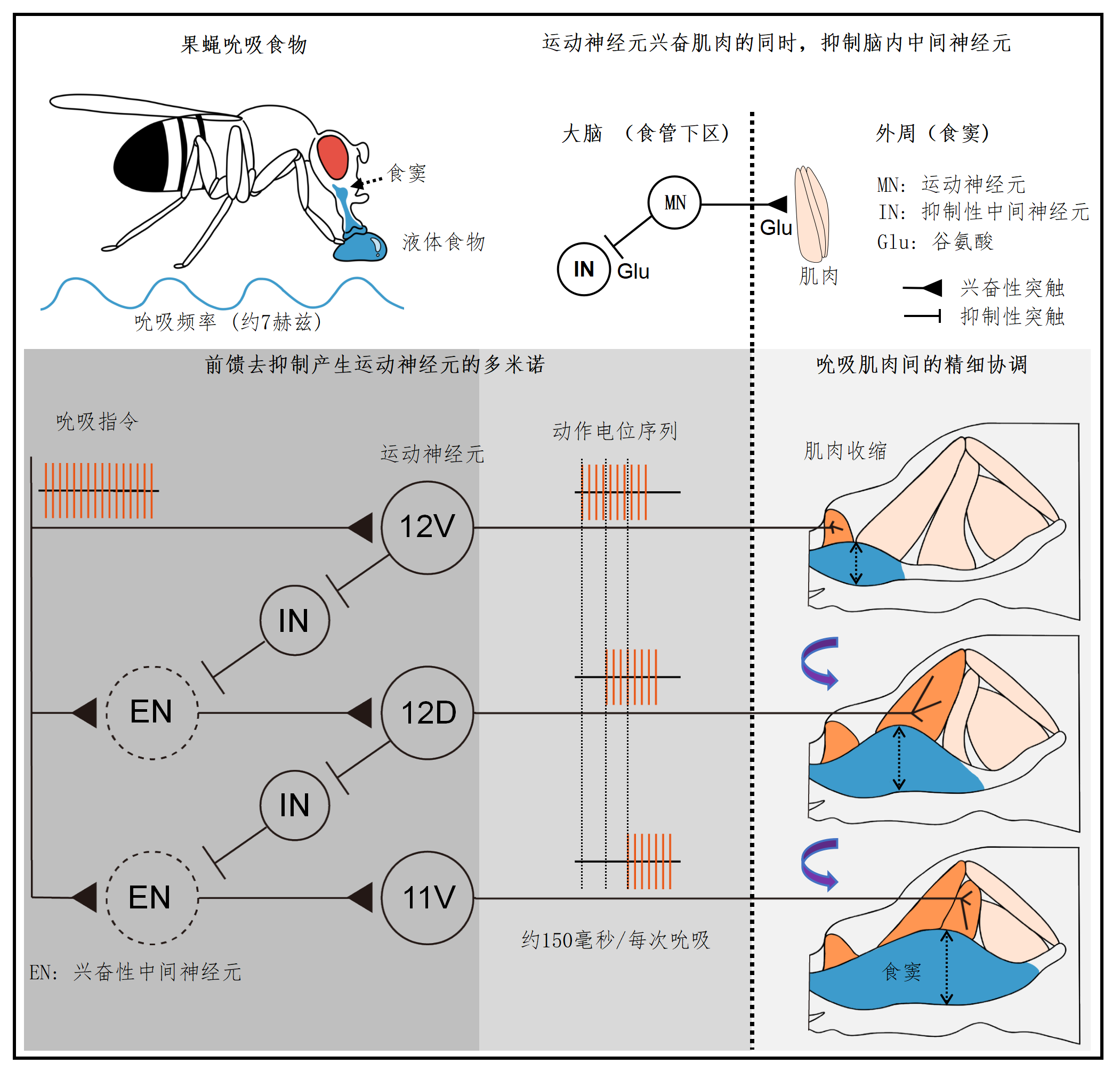 中文总结图_01.png